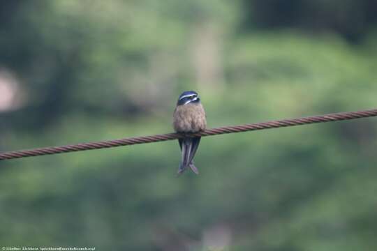 Image of Whiskered Treeswift