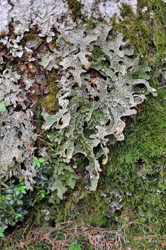 Image of Lungwort