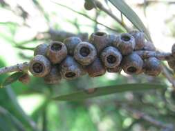 Sivun Callistemon paludosus F. Müll. kuva