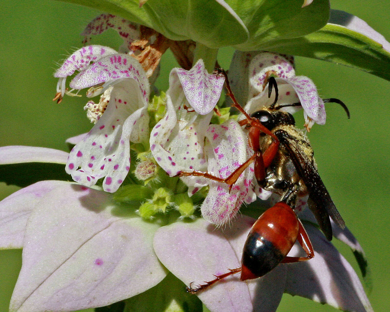 Image of Bee Balm