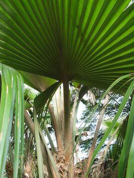 Image of Alakai Swamp Pritchardia