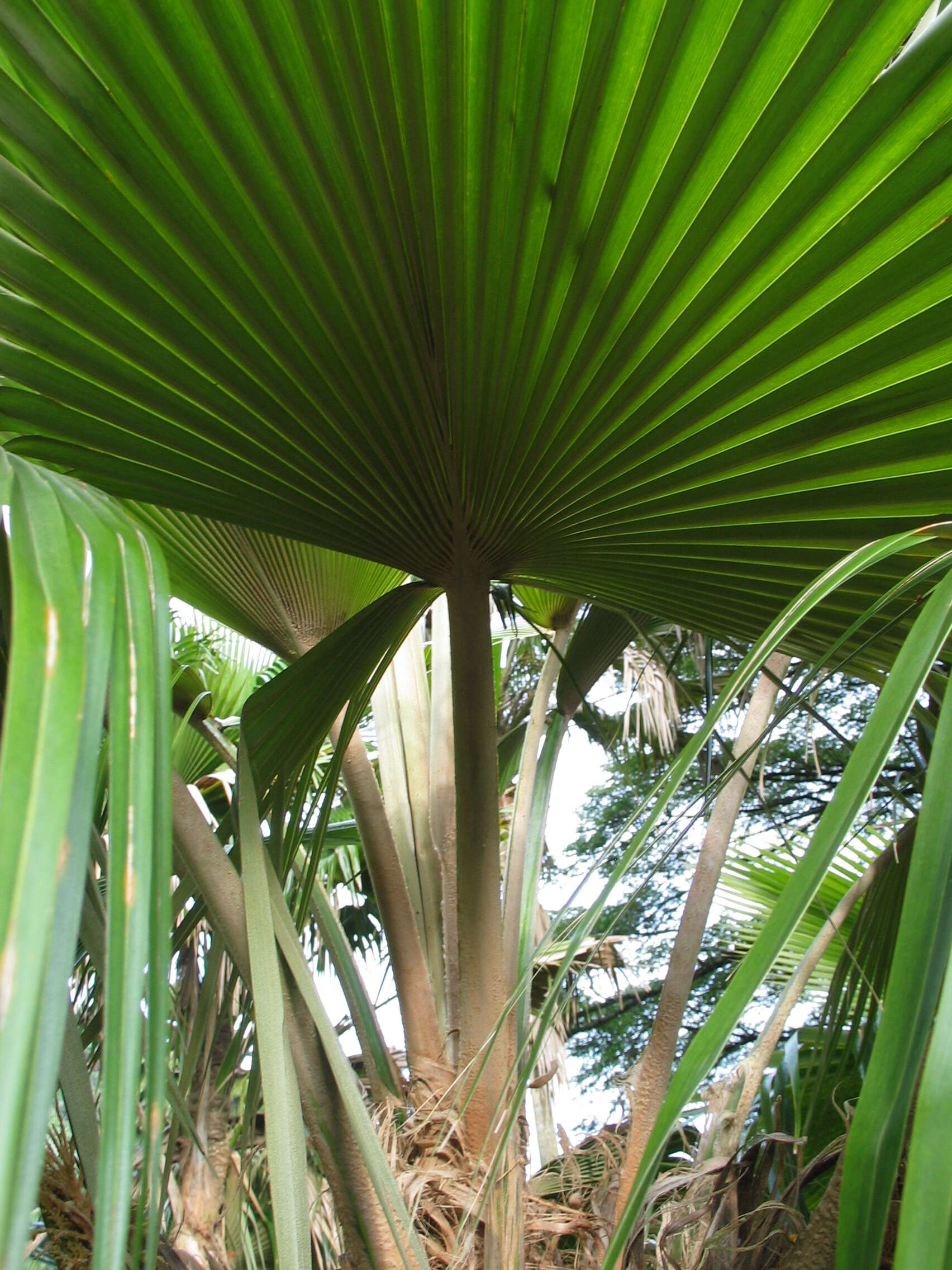 Image of Alakai Swamp Pritchardia