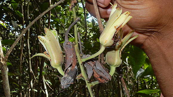 Sivun Passiflora contracta Vitta kuva