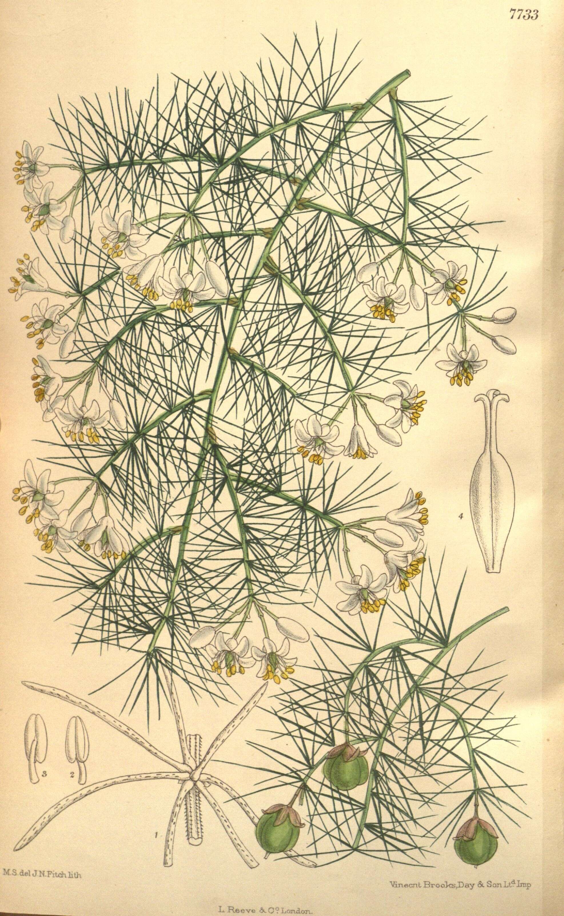 Image of Asparagus umbellatus Link