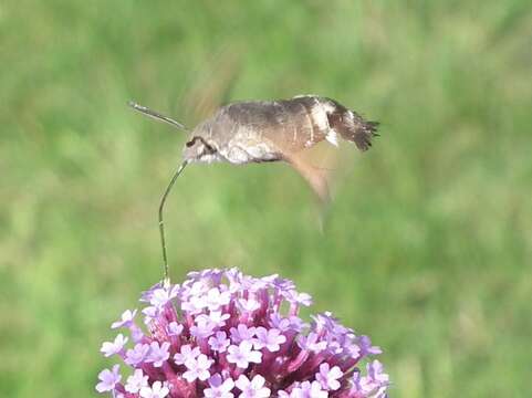 Image of humming-bird hawk moth