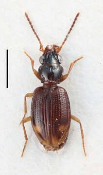 Plancia ëd Bembidion (Trepanedoris) foraticolle (Jeanne 1995)