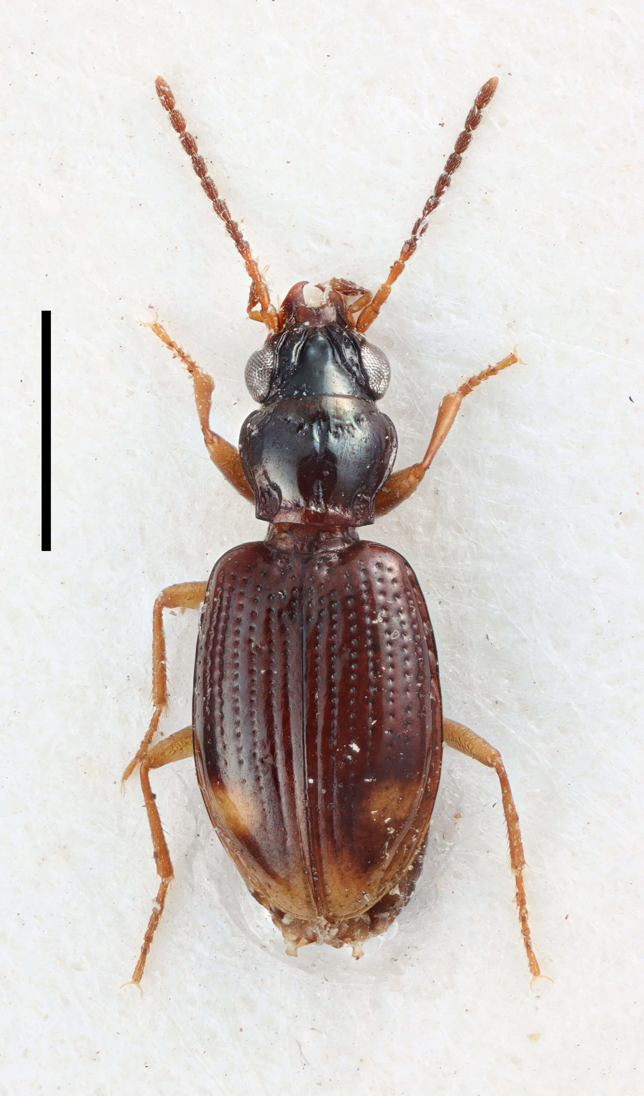 Plancia ëd Bembidion (Trepanedoris) foraticolle (Jeanne 1995)