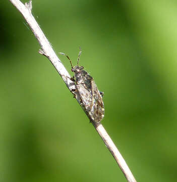 Image of Nettle Ground Bug