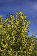 Plancia ëd Acacia longifolia subsp. longifolia