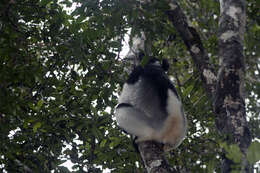 Image of indris, sifakas and woolly lemurs