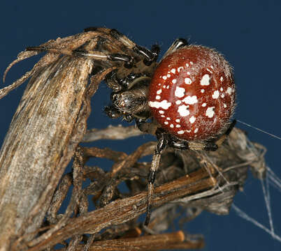 Image of Araneus