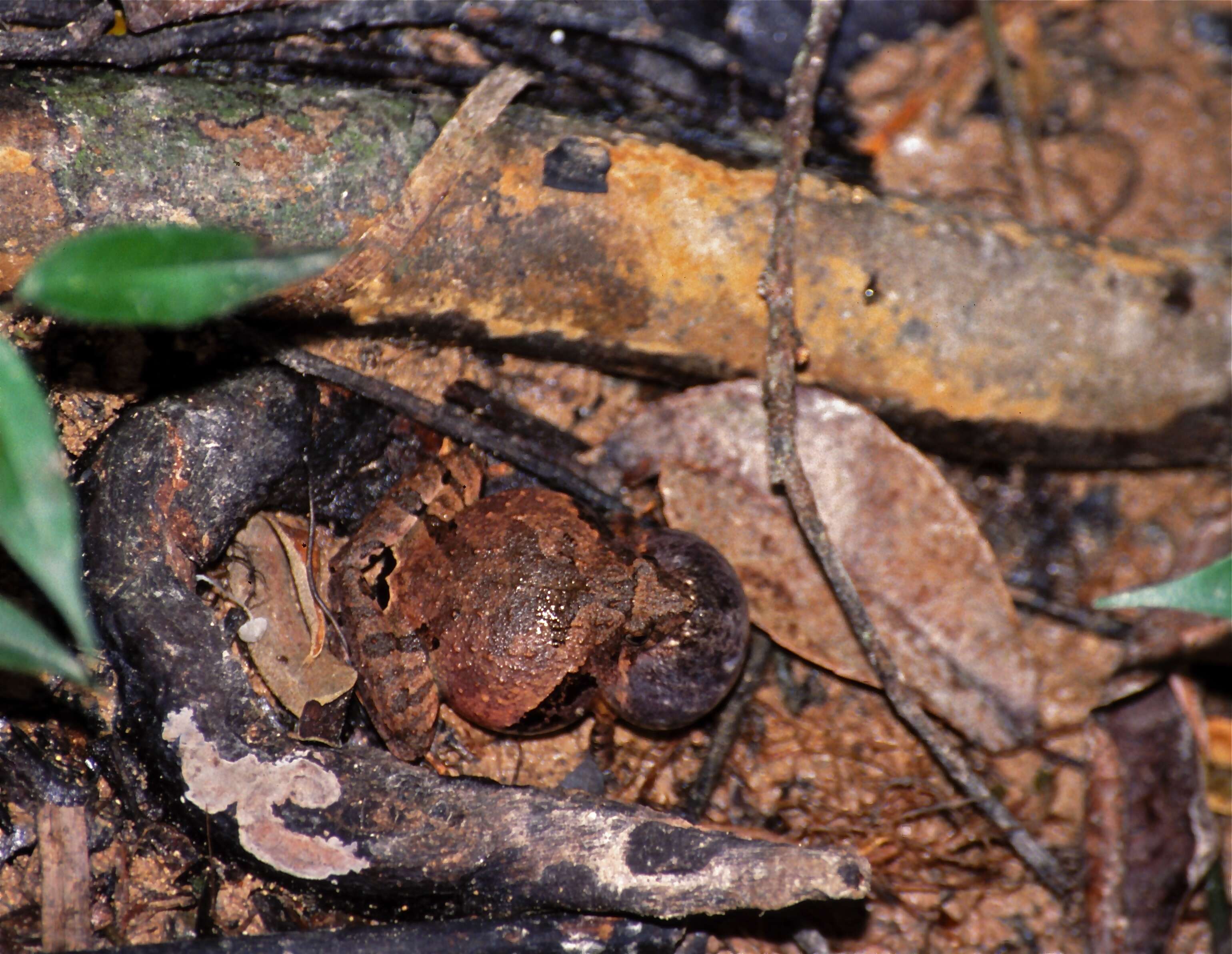 Image of rice frogs