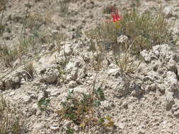 Image of Ranunculaceae