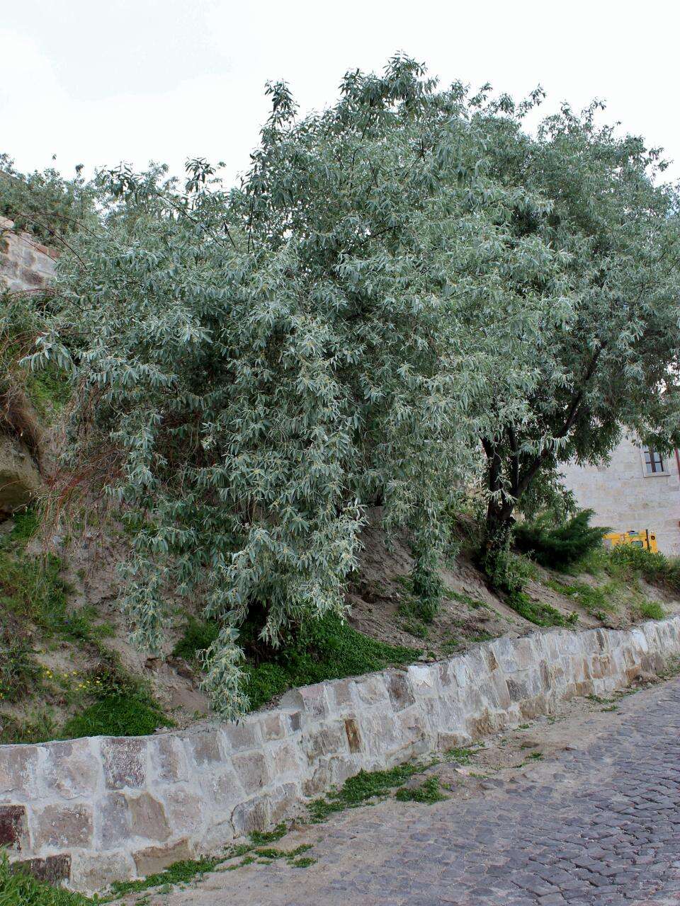 Image of Russian olive