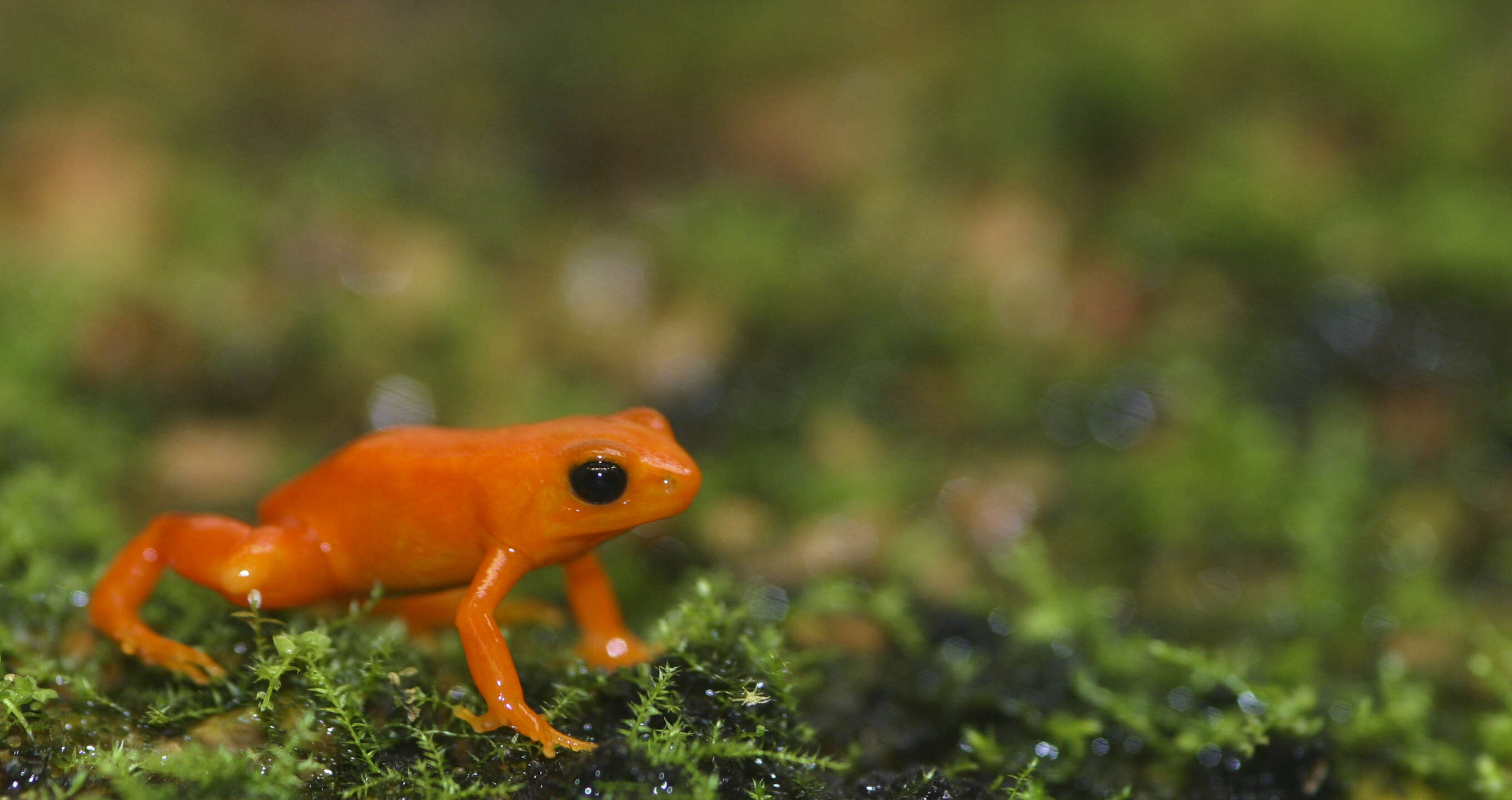 Image of Ginger Tree Frog