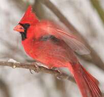 Image of Cardinalis Bonaparte 1838