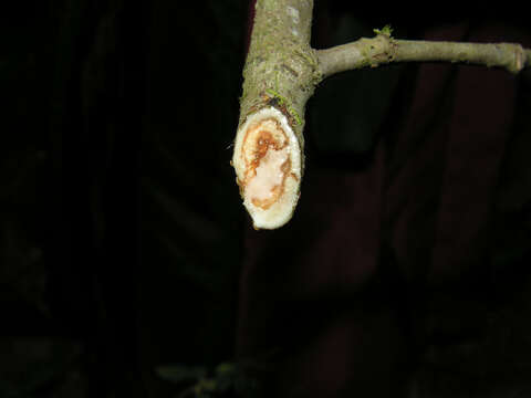 Image of Ficus costaricana (Liebm.) Miq.