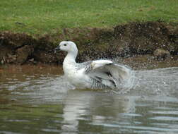 Image of Sheldgoose