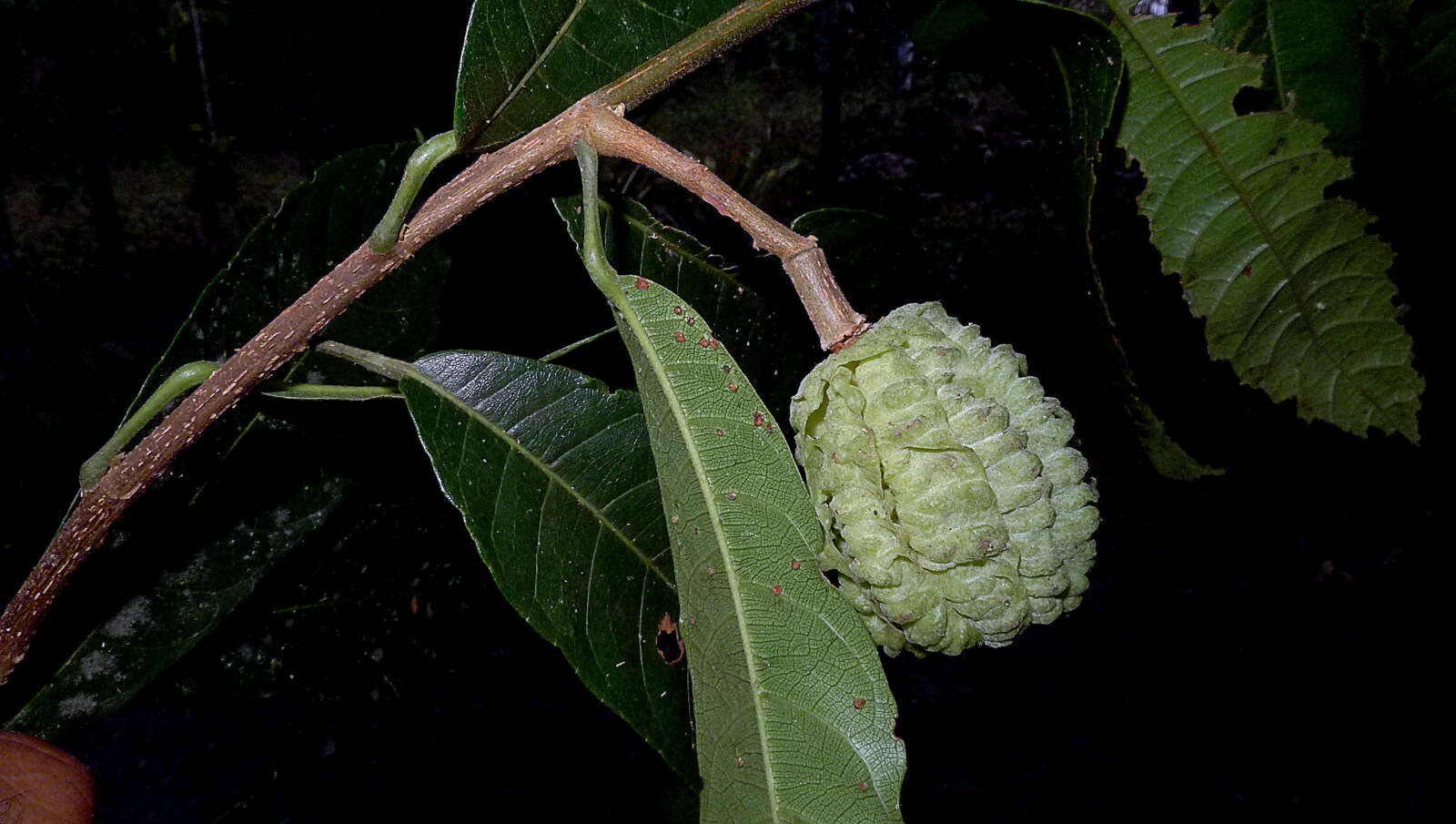 Image de Carpotroche brasiliensis (Raddi) Endl.