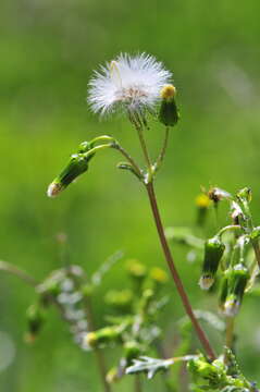 Image of groundsel