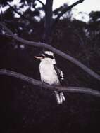 Image of Kookaburra