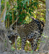 Image of Jaguar