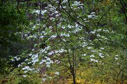 Image of Pacific dogwood