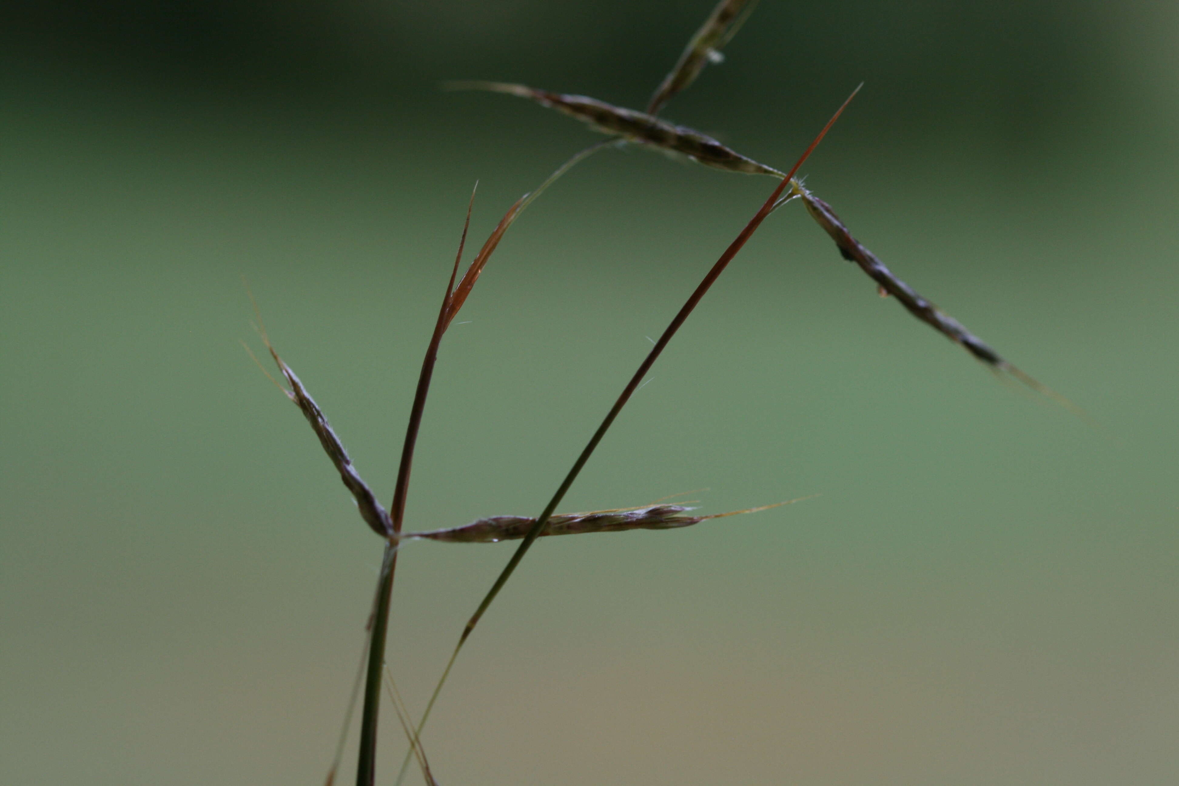 Image of thatching grass