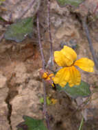 Image of Goodenia lanata R. Br.