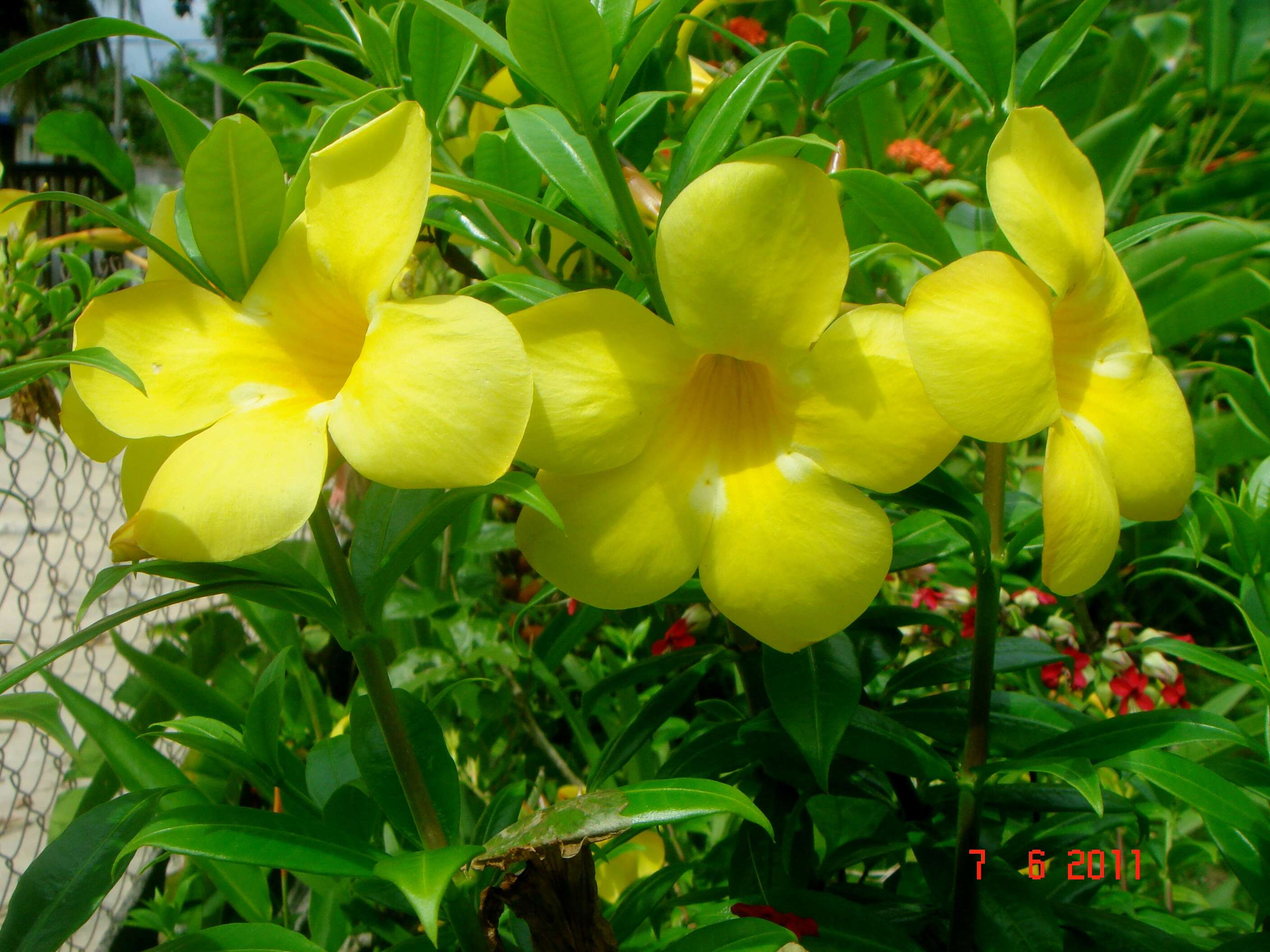 Image of Golden Trumpet or Buttercup Flower