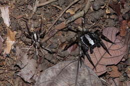 Image of wandering spiders