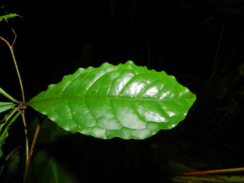 Image of Terminalia costaricensis (Stace) Gere & Boatwr.