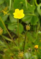 Image of marsh marigold