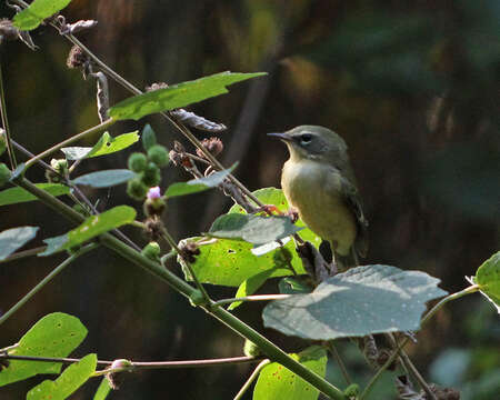 Image of Setophaga Swainson 1827