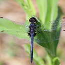 Image of Double-ringed Pennant