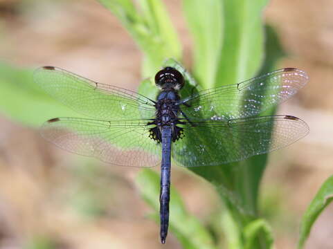 Image of Double-ringed Pennant