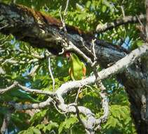 Image of Aratinga finschi