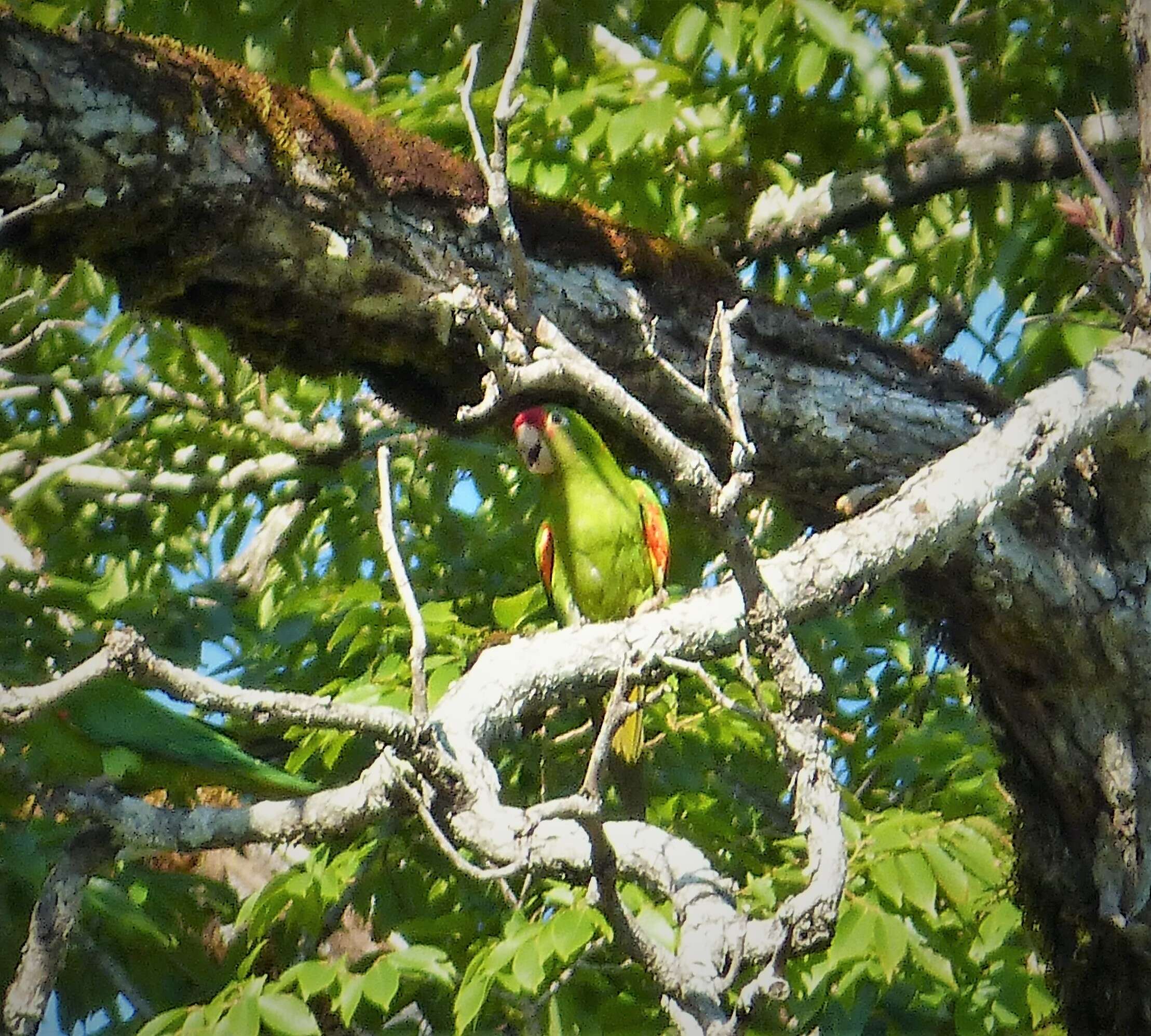 Image of Aratinga finschi