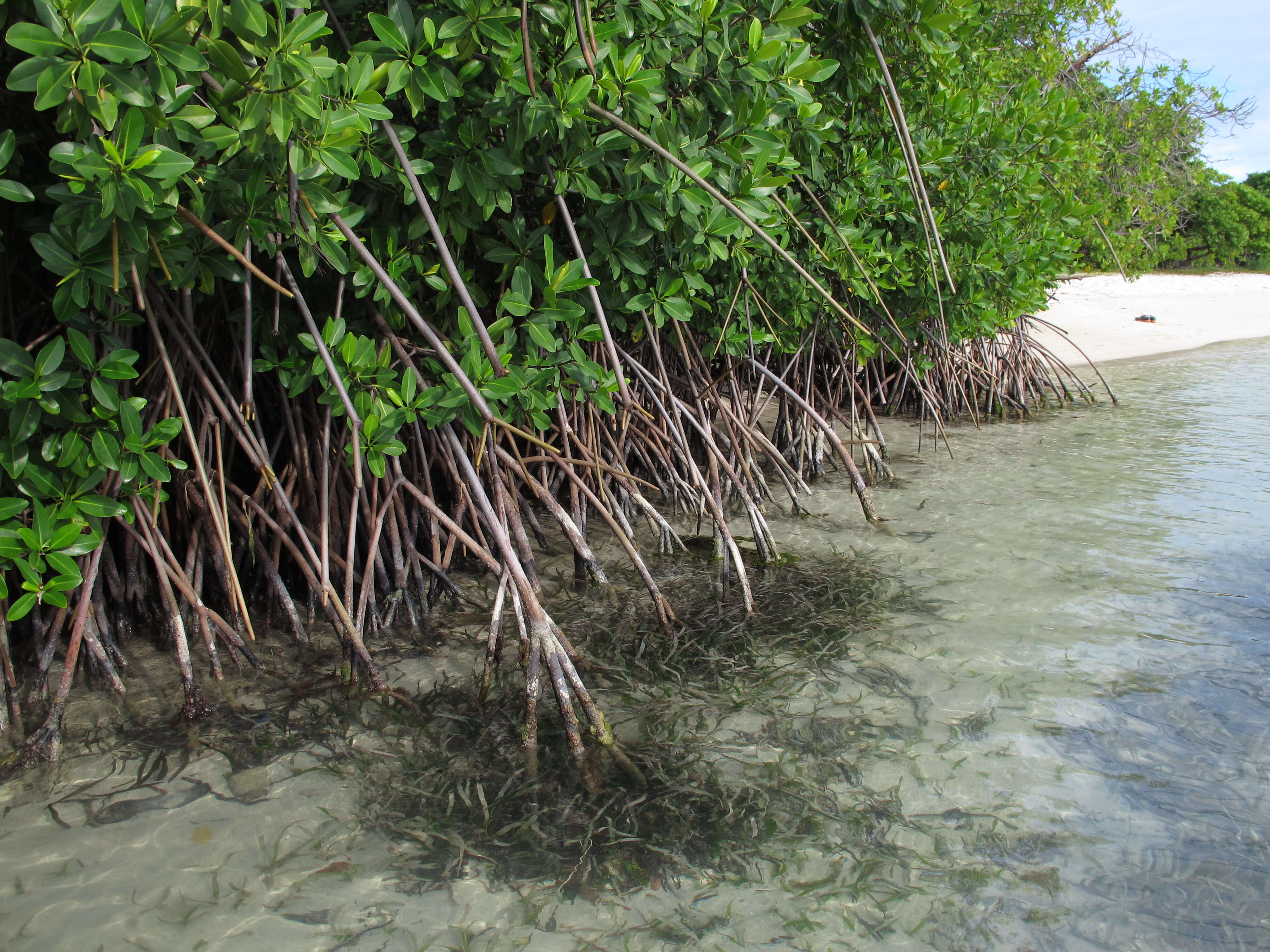 Image of mangrove