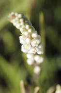 Image of Milkwort