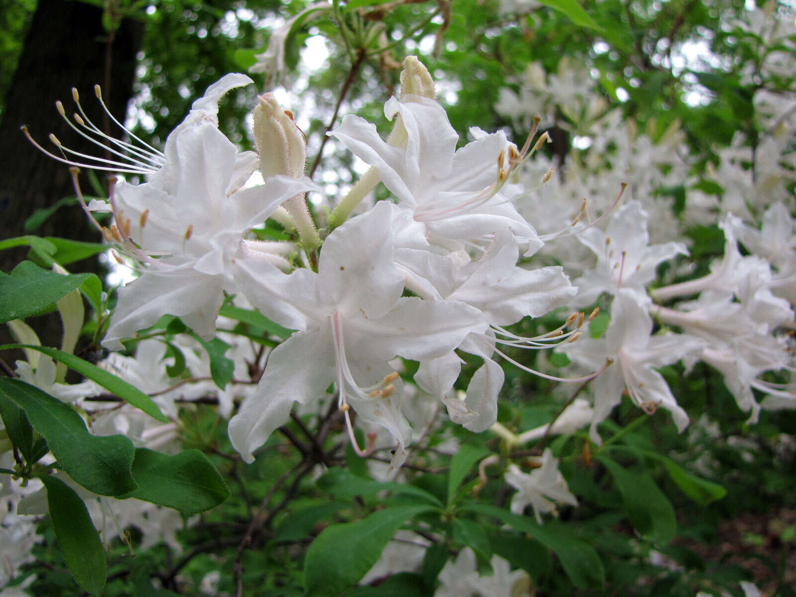 صورة Rhododendron oblongifolium (Small) Millais