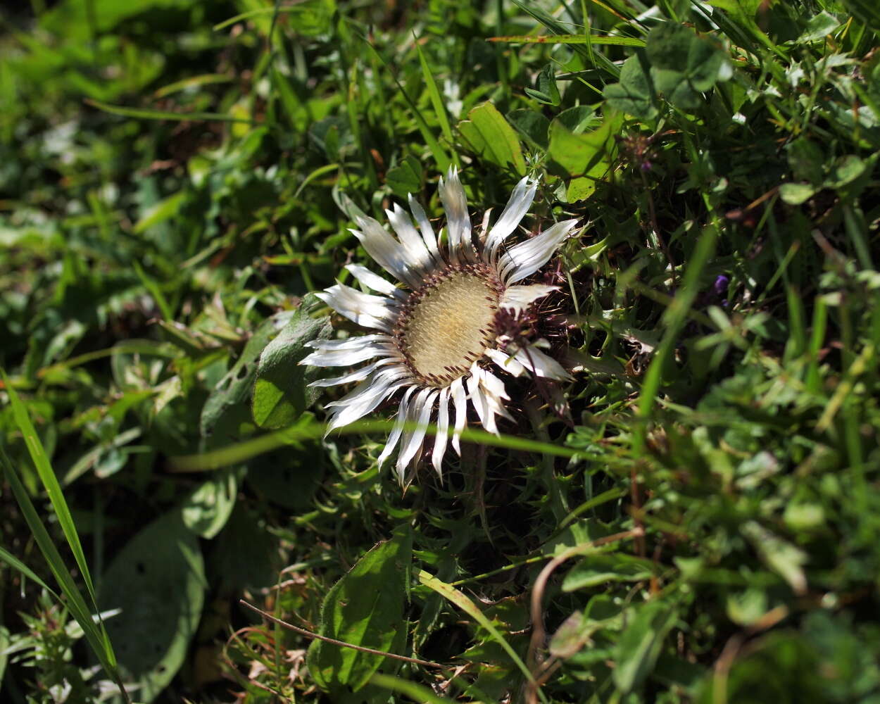 Image of carline thistle