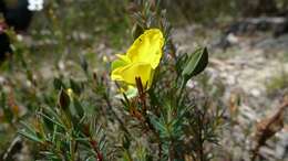 Слика од Gompholobium latifolium Sm.