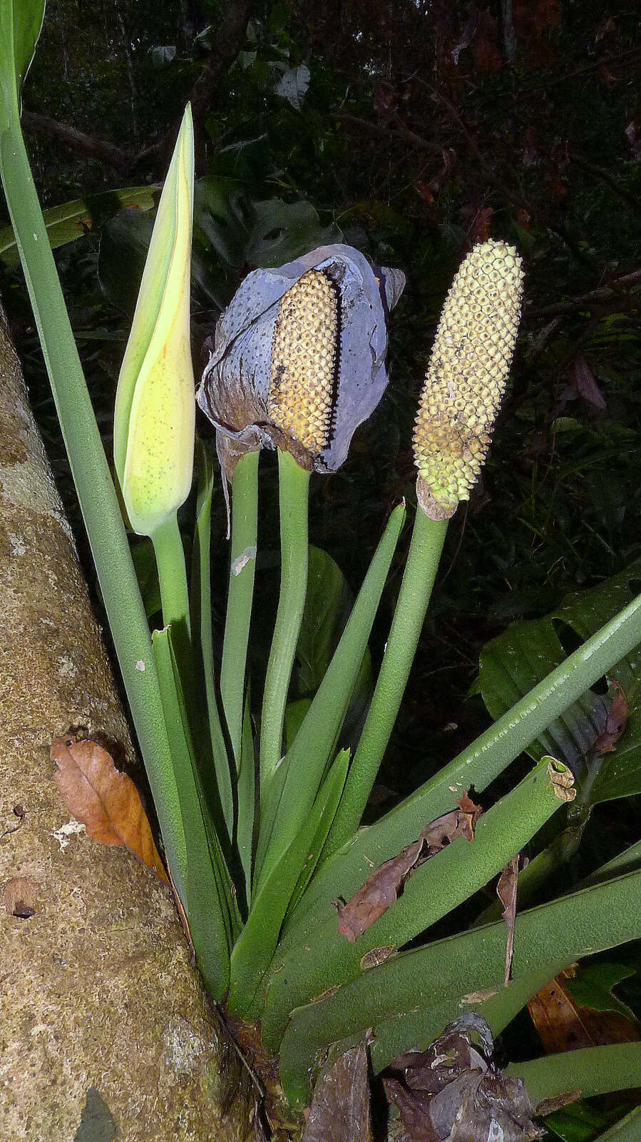 Image of Adanson's monstera