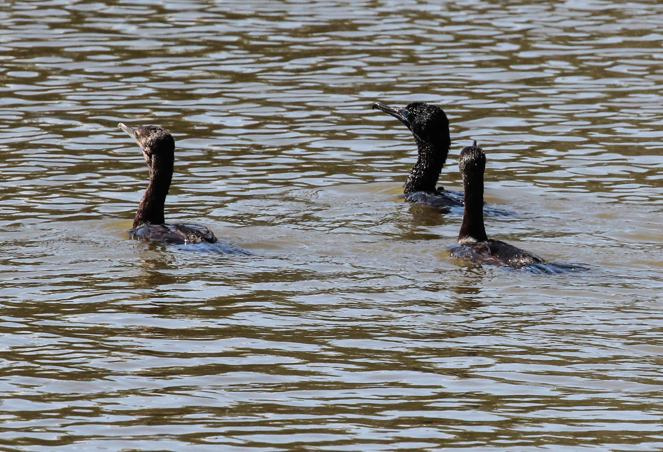 Plancia ëd Phalacrocorax sulcirostris (Brandt & JF 1837)