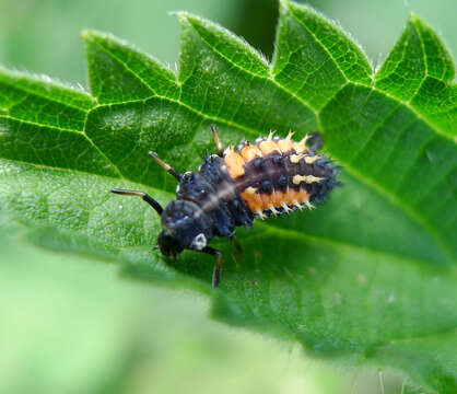 صورة Harmonia axyridis (Pallas 1773)