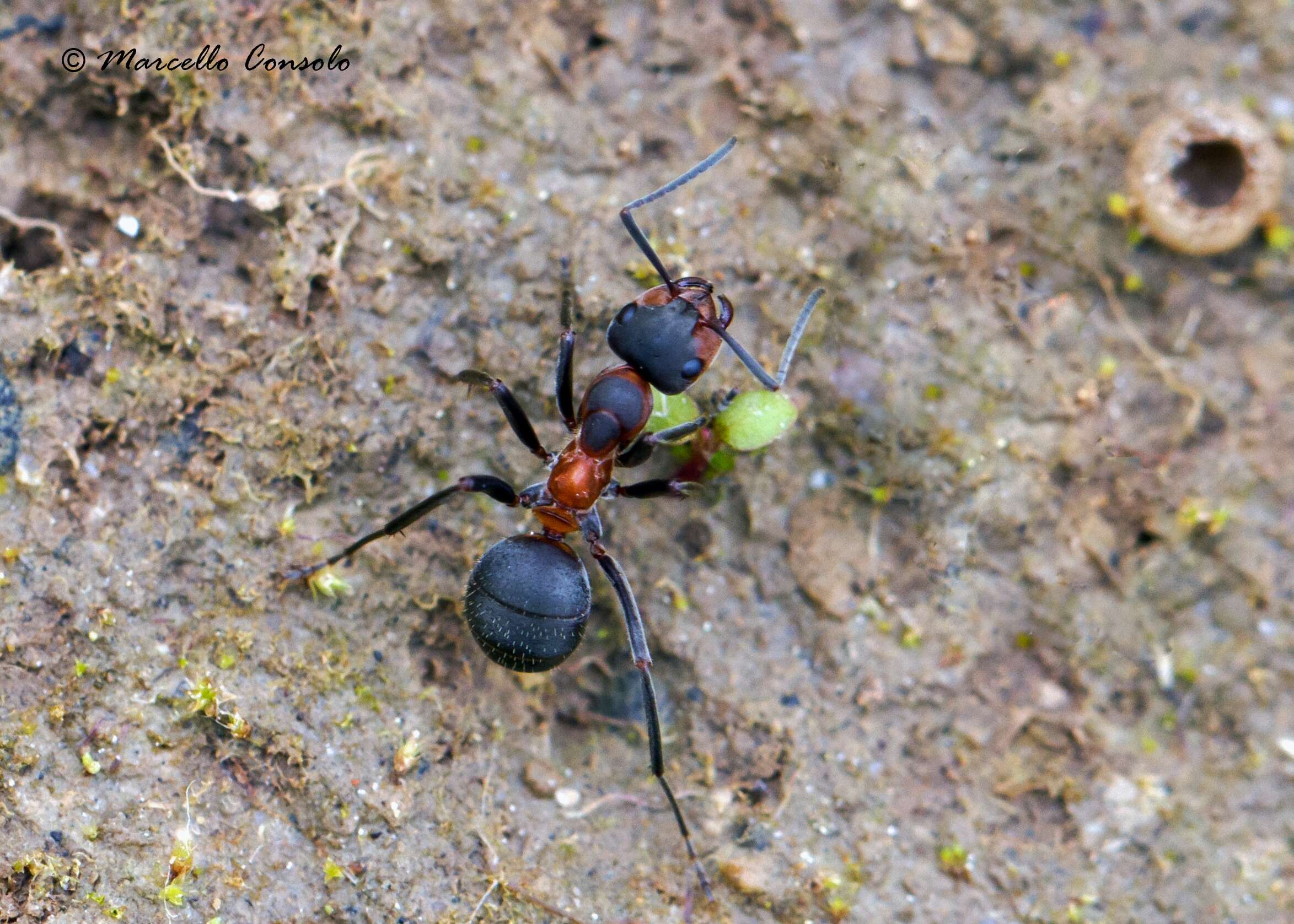 Image of wood ant