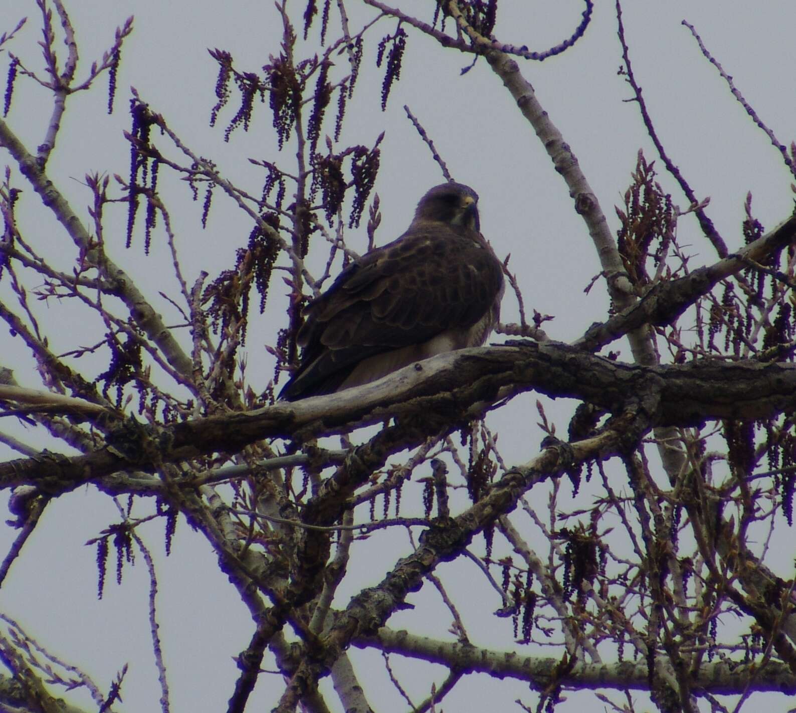 Image of Buteo Lacépède 1799