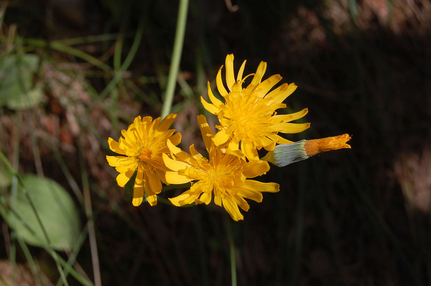 Image of dwarfdandelion