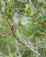 Plancia ëd Vireo Vieillot 1808